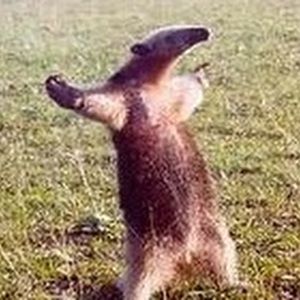 Meet your Posher, Adam